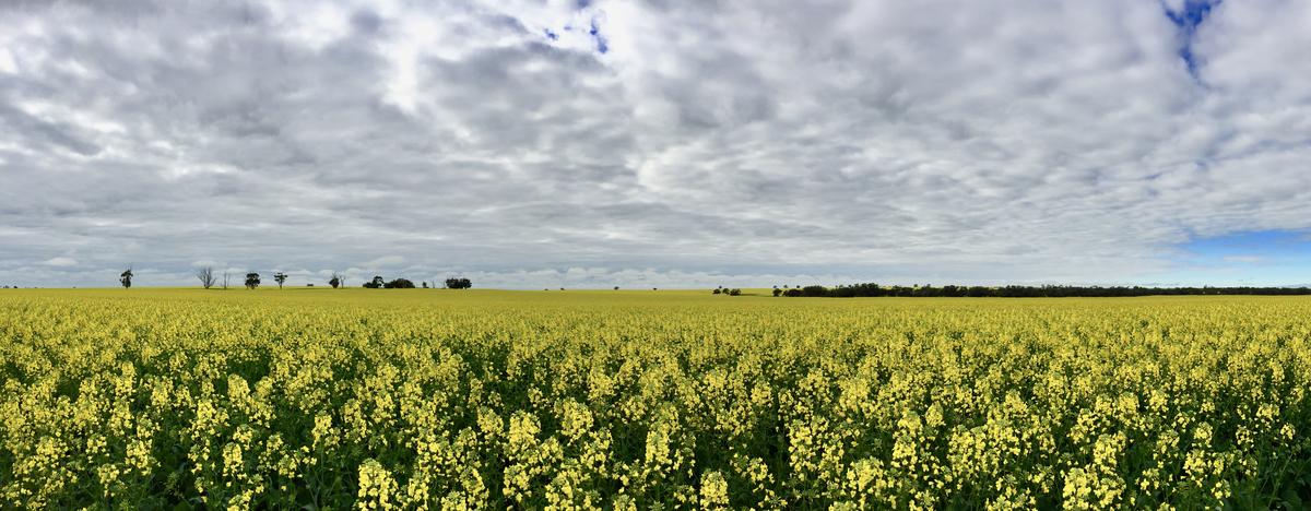 Canola